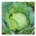 Photo David's Garden Seeds Cabbage Early Jersey Wakefield 6632 (Green) 50 Non-GMO, Heirloom Seeds new bestseller 2024-2023