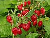 NIKA SEEDS - Fruit Alpine Giant Strawberry Regina Red - 100 Seeds Photo, bestseller 2024-2023 new, best price $8.95 ($0.09 / Count) review