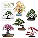 Foto Semillas exóticas de Bonsai con alta tasa de germinación - Juego de Semillas de Plantas para su propio árbol de Bonsai (Mezcla de 5 incl. eBook GRATIS) nuevo éxito de ventas 2024-2023