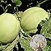 Foto Semilla de fruta fresca con 500pcs Semillas de melón dulce Fácil cultivar deliciosa fruta jugosa Planta de jardín para plantar jardín Patio Home Paisajismo nuevo éxito de ventas 2024-2023