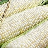 Silver Queen Corn- 50+ Seeds- Ohio Heirloom Seeds Photo, bestseller 2024-2023 new, best price $4.99 review