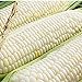 Photo Silver Queen Corn- 50+ Seeds- Ohio Heirloom Seeds new bestseller 2024-2023