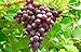 Photo 1 Ruby Red Seedless Live Grape Plant - 1-2 Year Old - Pruned & Ready for Planting new bestseller 2024-2023