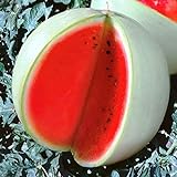 Seeds4planting - Seeds Watermelon Snow White Giant Heirloom Fruits Non GMO Photo, bestseller 2024-2023 new, best price $6.94 review