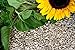 Foto Futterbauer 25 kg Sonnenblumenkerne geschält neu Bestseller 2024-2023