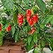 Photo Ghost Pepper Seeds for Planting, Bhut Jolokia, 25 Seeds, by TKE Farms & Gardens, Instructions Included new bestseller 2024-2023