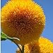 Foto 15 Semillas oso de peluche de la semilla de girasol Helianthus semi enano de jardín Semillas de flor hermosa nuevo éxito de ventas 2024-2023