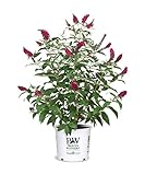 Proven Winner Miss Molly Buddleia 2 Gal, Pink and Red Blooms Photo, bestseller 2024-2023 new, best price $42.98 review