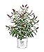 Photo Proven Winner Miss Molly Buddleia 2 Gal, Pink and Red Blooms new bestseller 2024-2023