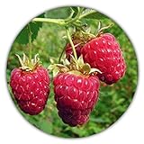 Riesen Himbeere - Ca. 50 Samen - Rubus idaeus - Für Mehrjährige Pflanzen - Gesunde & Vitaminreiche Früchte Foto, Bestseller 2024-2023 neu, bester Preis 3,49 € (0,07 € / stück) Rezension