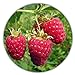 Foto Riesen Himbeere - Ca. 50 Samen - Rubus idaeus - Für Mehrjährige Pflanzen - Gesunde & Vitaminreiche Früchte neu Bestseller 2022-2021