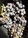 Foto 5 Semillas Vitis Lambrusca uva nuevo éxito de ventas 2024-2023