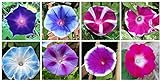 Mixed Color Tall Morning Glory Climbing Vine | 150 Seeds to Plant | Beautiful Flowering Vine. Made in USA, Ships from Iowa Photo, bestseller 2024-2023 new, best price $7.29 review