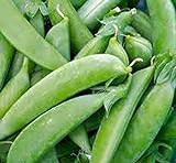 Pea Seed, Sugar Snap Pea, Heirloom, Non GMO, 20 Seeds, Perfect Peas, Country Creek Acres Photo, bestseller 2024-2023 new, best price $1.99 review