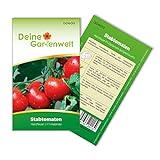 Stabtomaten Harzfeuer F1 Samen - Solanum lycopersicum - Tomatensamen - Gemüsesamen - Saatgut für 15 Pflanzen Foto, Bestseller 2024-2023 neu, bester Preis 1,99 € (0,13 € / stück) Rezension