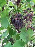 Red Supply Solution Wine Grape 20 Seeds - Vitis Vinifera, Organic Fresh Seeds Non GMO, Indoor/Outdoor Seed Planting for Home Garden Photo, bestseller 2024-2023 new, best price $11.29 ($0.56 / Count) review