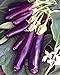 Photo Eggplant , Long Purple Eggplant Seeds, Heirloom, Non GMO, 25 Seeds, Garden Seed, Long Purple, Heirloom, Non GMO, 25+Seeds, Garden Seed new bestseller 2023-2022