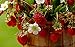 Photo KIRA SEEDS - Alpine Strawberry Regina - Everbearing Fruits for Planting - GMO Free new bestseller 2024-2023