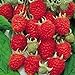 Photo Jumbo Red Raspberry Bush Seeds! SWEET! COMBINED S/H! See Our Store! new bestseller 2023-2022