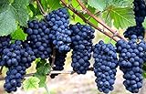 Grape Seeds for Planting-50 Seeds Photo, bestseller 2024-2023 new, best price $6.99 review