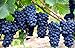 Photo Grape Seeds for Planting-50 Seeds new bestseller 2023-2022