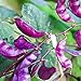 Photo Outsidepride Purple Hyacinth Bean Red Leaved Plant Vine Seed - 100 Seeds new bestseller 2023-2022