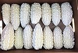 Exotic White Bitter Gourd Seeds for Planting - 10 Seeds White Bitter Melon - Rare and Hard to Find. Ships from Iowa, USA Photo, bestseller 2024-2023 new, best price $10.29 ($1.03 / Count) review