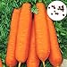 Foto Frisches ObstSamen mit 900Pcs Karottensamen Garten Bonsai Leckere Pflanzliche Ernährung Obstpflanzen zum Pflanzen Garten Yard Home Landschaftsbau neu Bestseller 2024-2023