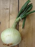 Gemüsezwiebel 'Globo' (Allium cepa) 100 Samen Zipolle Küchenzwiebel Speisezwiebel Bolle Foto, Bestseller 2024-2023 neu, bester Preis 3,45 € Rezension
