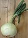 Foto Gemüsezwiebel 'Globo' (Allium cepa) 100 Samen Zipolle Küchenzwiebel Speisezwiebel Bolle neu Bestseller 2024-2023