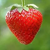 Erdbeeren Ampel Erdbeeren Samen Foto, Bestseller 2024-2023 neu, bester Preis 2,70 € Rezension