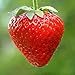 Foto Erdbeeren Ampel Erdbeeren Samen neu Bestseller 2023-2022