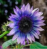 Sunflower Seeds for Planting 50 Pcs Seeds Rare Exotic Purple Garden Seeds Sunflowers Photo, bestseller 2024-2023 new, best price $9.90 ($0.20 / Count) review