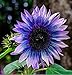 Photo Sunflower Seeds for Planting 50 Pcs Seeds Rare Exotic Purple Garden Seeds Sunflowers new bestseller 2024-2023
