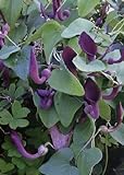 TROPICA - Andalusische Gespensterpflanze (Aristolochia baetica) - 10 Samen Foto, Bestseller 2024-2023 neu, bester Preis 3,25 € Rezension