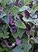 Foto TROPICA - Andalusische Gespensterpflanze (Aristolochia baetica) - 10 Samen neu Bestseller 2024-2023
