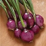 David's Garden Seeds Onion Long-Day Purplette 8374 (Purple) 200 Non-GMO, Open Pollinated Seeds Photo, bestseller 2024-2023 new, best price $4.45 review