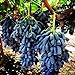 Foto 100 piezas semillas de uva raro familia Heirloom fruta Natural cultivo escalada especies hogar jardín necesario no GMO fresco esfuerzo nuevo éxito de ventas 2024-2023