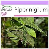 SAFLAX - Poivrier commun - 20 graines - Piper nigrum Photo, best-seller 2024-2023 nouveau, meilleur prix 3,75 € (0,19 € / unité) examen