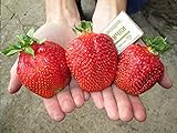 CEMEHA SEEDS - Giant Strawberry Fresca Everbearing Berries Indoor Non GMO Fruits for Planting Photo, bestseller 2024-2023 new, best price $11.95 ($0.60 / Count) review