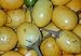 Foto 5 Samen Solanum ferox - Aubergine de Siam, essbare Früchte neu Bestseller 2023-2022