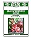 Photo Early Wonder Beet Seeds - 100 Seeds Non-GMO new bestseller 2024-2023