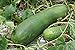 Photo 20 Organic Huge Chinese Asian Winter Melon Seeds Wax Gourd - Seed from Year 2021 USA new bestseller 2024-2023