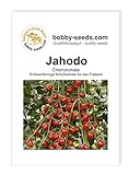 Tomatensamen Jahodo, Cherrytomate Portion Foto, Bestseller 2024-2023 neu, bester Preis 1,95 € Rezension