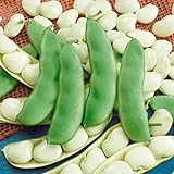 Seed Needs, Henderson Lima Bush Bean (Phaseolus vulgaris) Bulk Package of 150 Seeds Non-GMO Photo, bestseller 2024-2023 new, best price $7.49 review