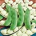 Photo Seed Needs, Henderson Lima Bush Bean (Phaseolus vulgaris) Bulk Package of 150 Seeds Non-GMO new bestseller 2023-2022