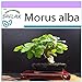 Foto SAFLAX - Morera blanca - 200 semillas - Morus alba nuevo éxito de ventas 2024-2023