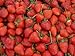 Foto Erdbeeren 1500+ Samen *Großfruchtig/Süß/Wohlschmeckend* -Super Ertrag und Winterhart- neu Bestseller 2024-2023