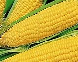 25 Truckers Favorate Corn Seeds | Heirloom | Instant Latch Garden Seeds Photo, bestseller 2024-2023 new, best price $6.95 review