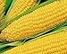 Photo 25 Truckers Favorate Corn Seeds | Heirloom | Instant Latch Garden Seeds new bestseller 2024-2023